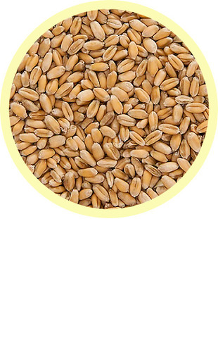 Пшеница 1кг (1700г/сот)